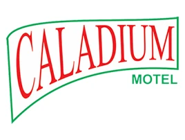 Caladium